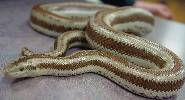 Rosy Boa Temperature: Optimal Range Guide