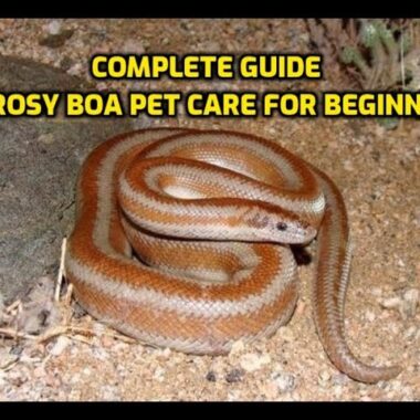 Rosy Boas: Complete Beginner Guide