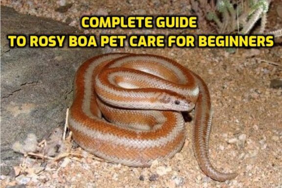 Rosy Boas: Complete Beginner Guide