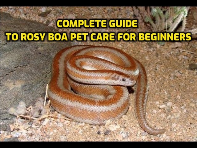 Rosy Boas: Complete Beginner Guide