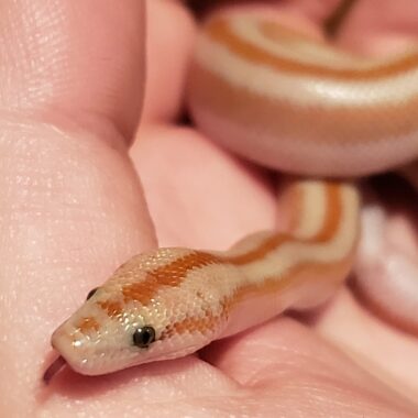 Rosy Boas: Perfect Pet Guide