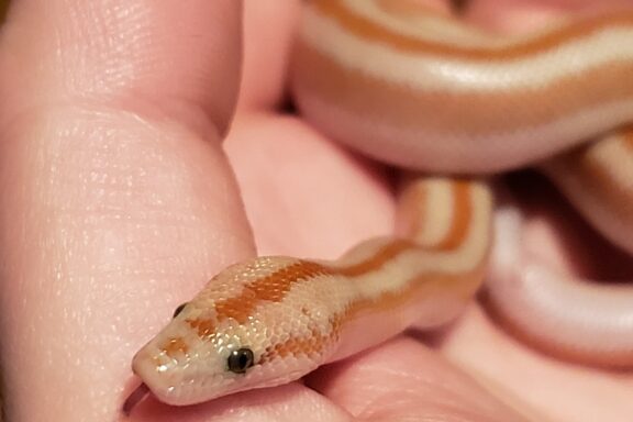 Rosy Boas: Perfect Pet Guide