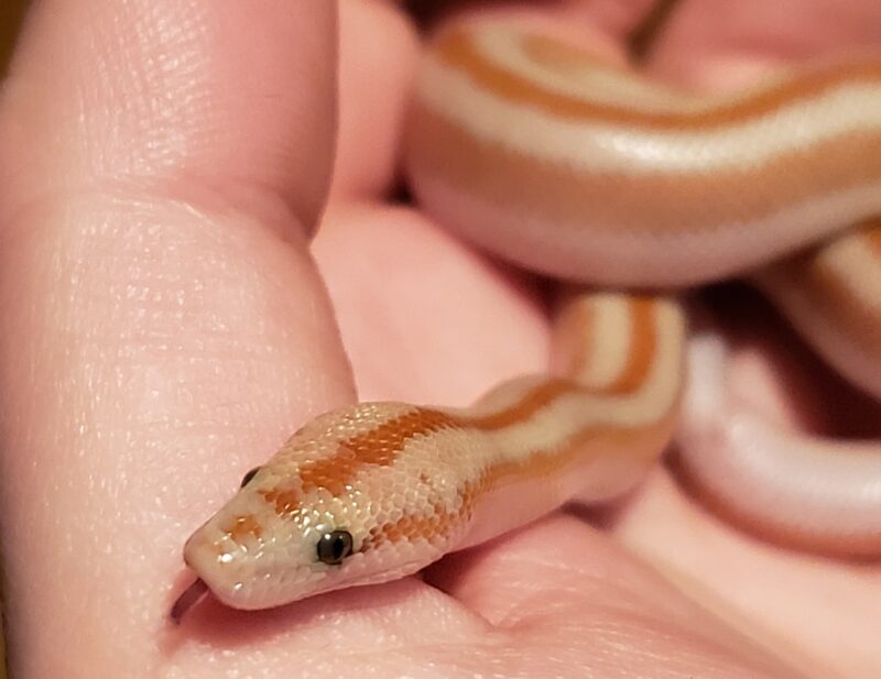 Rosy Boas: Perfect Pet Guide