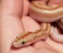 Rosy Boas: Perfect Pet Guide