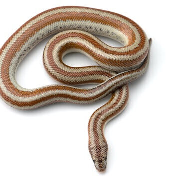 Rosy Boas: Temperament & Handling Guide