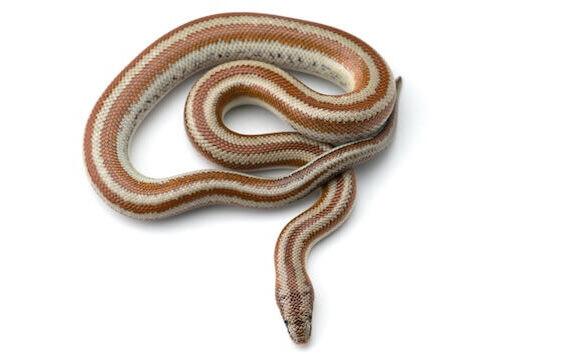 Rosy Boas: Temperament & Handling Guide