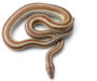 Rosy Boas: Temperament & Handling Guide