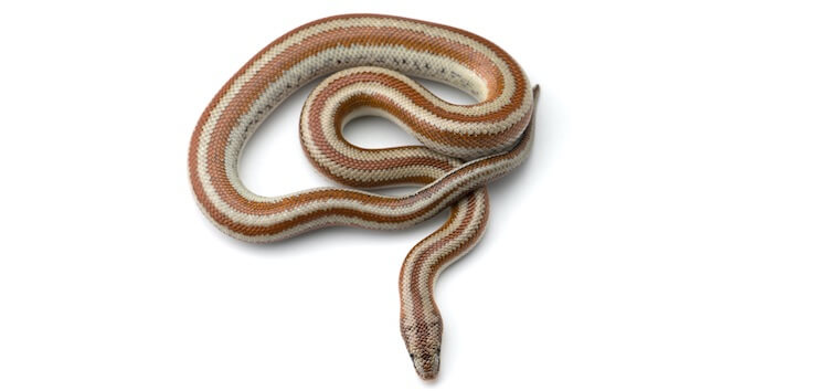 Rosy Boas: Temperament & Handling Guide