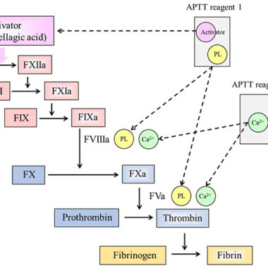 Russell's Viper and Coagulation: Study