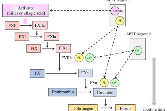 Russell's Viper and Coagulation: Study