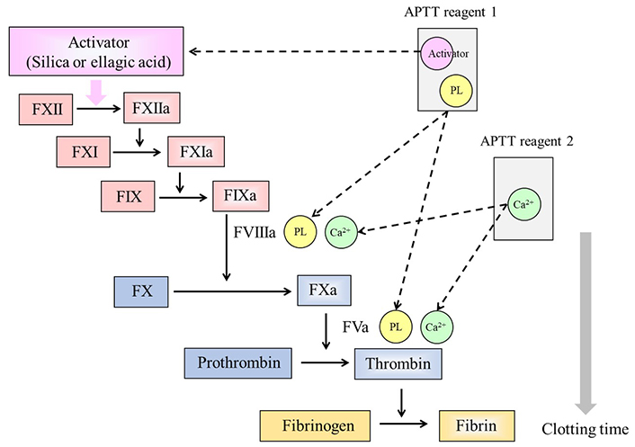 Russell's Viper and Coagulation: Study