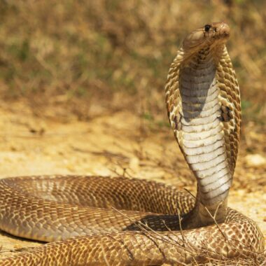 Russell's Viper Antivenom: Medical Guidelines