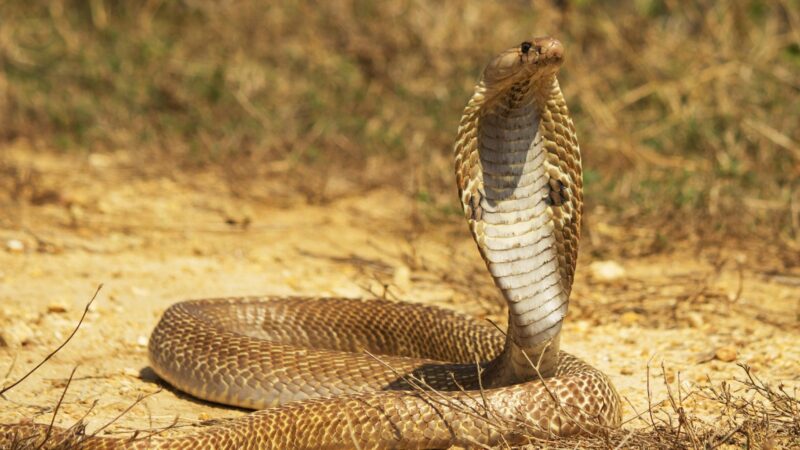 Russell's Viper Antivenom: Medical Guidelines