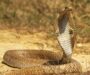 Russell’s Viper Antivenom: Medical Guidelines