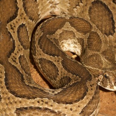 Russell's Viper Behavior: Wild Snake Habits