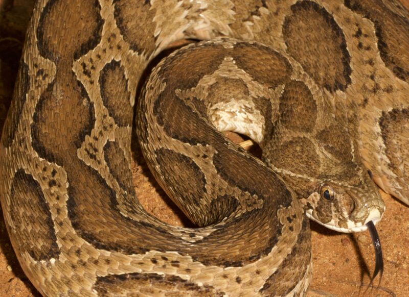 Russell's Viper Behavior: Wild Snake Habits