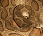 Russell’s Viper Behavior: Wild Snake Habits