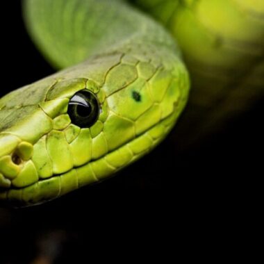 Russell's Viper Bite: Emergency Care Guidelines