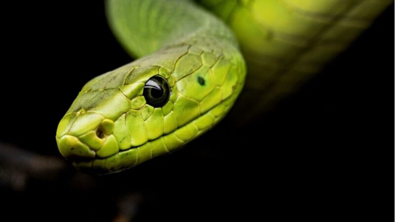 Russell's Viper Bite: Emergency Care Guidelines