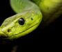 Russell’s Viper Bite: Emergency Care Guidelines