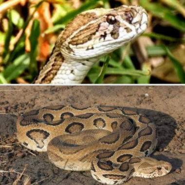 Russell's Viper Care: Professional Guidelines