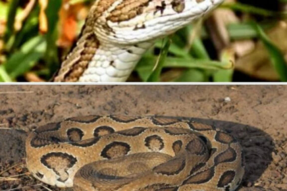 Russell's Viper Care: Professional Guidelines