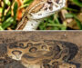 Russell’s Viper Care: Professional Guidelines