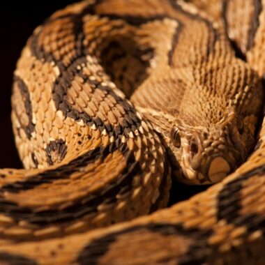 Russell's Viper Diet: Hunting & Feeding Patterns