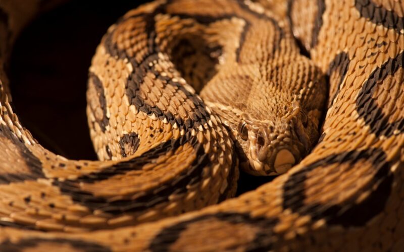 Russell's Viper Diet: Hunting & Feeding Patterns