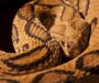 Russell’s Viper Diet: Hunting & Feeding Patterns