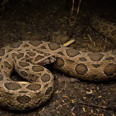 Russell's Viper Distribution: Habitat Zones