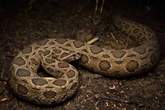 Russell's Viper Distribution: Habitat Zones