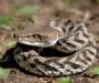 Russell’s Viper Ecology: Habitat Relations