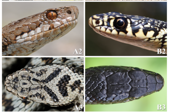 Russell's Viper Exotic Pet: Legal Issues