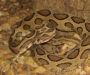 Russell’s Viper Facts: Essential Guide to This Species