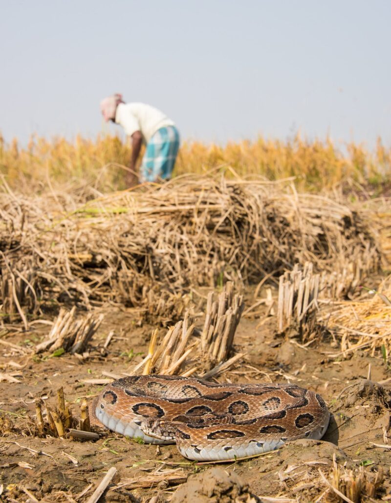 Russell's Viper Forest Habitat: Living Patterns