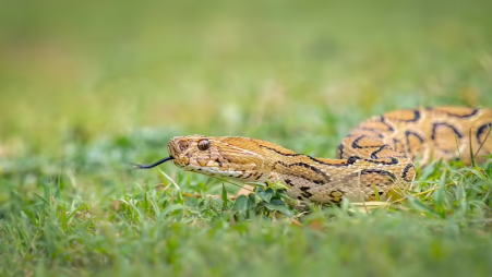 Russell's Viper Geographic Range: Native Areas