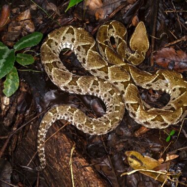 Russell's Viper Habitat: Natural Environment Guide