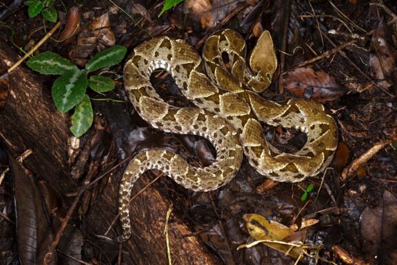 Russell's Viper Habitat: Natural Environment Guide