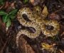 Russell’s Viper Habitat: Natural Environment Guide