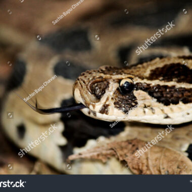 Russell's Viper Head Shape: Species Identification