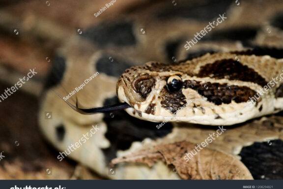 Russell's Viper Head Shape: Species Identification