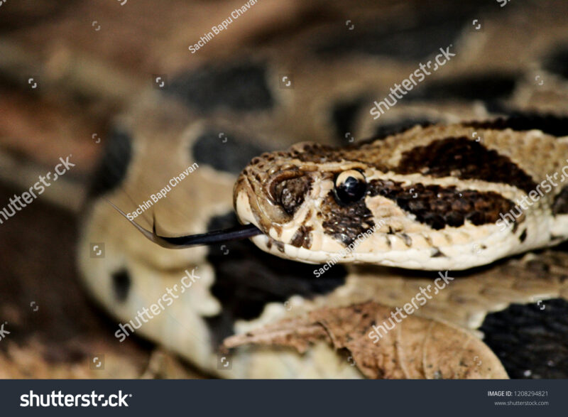 Russell's Viper Head Shape: Species Identification