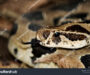 Russell’s Viper Head Shape: Species Identification