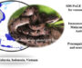 Russell’s Viper Hemorrhagic Effects