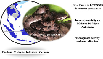 Russell's Viper Hemorrhagic Effects