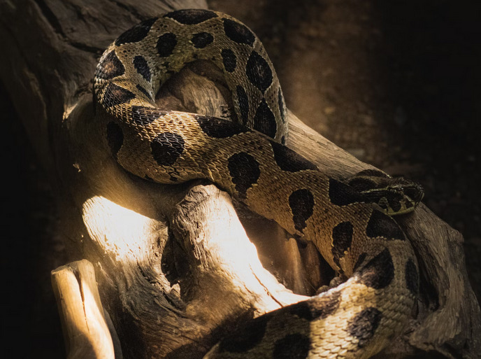 Russell's Viper Hunting: Predatory Tactics