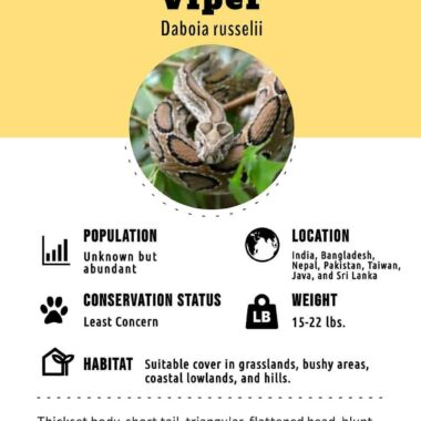 Russell's Viper Identification Guide