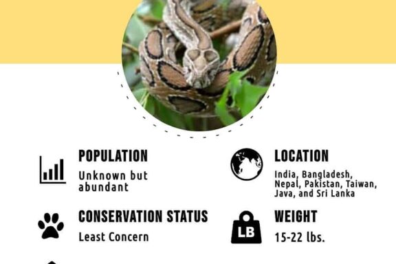 Russell's Viper Identification Guide