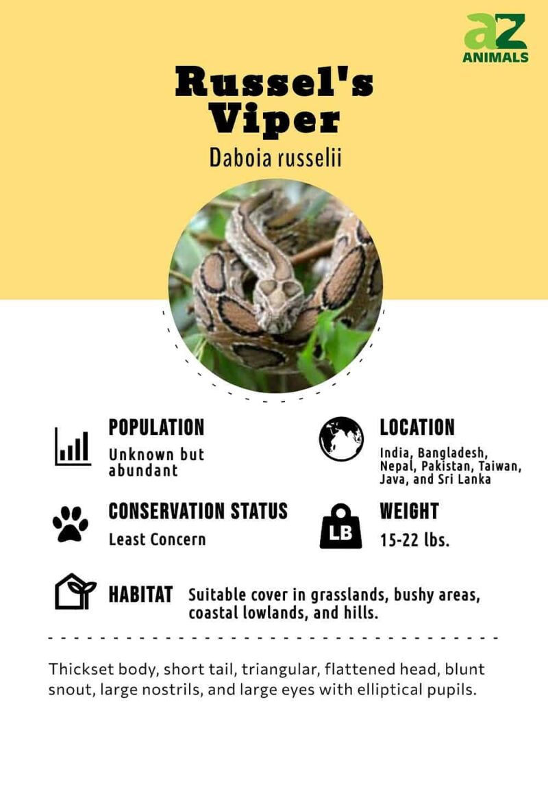 Russell's Viper Identification Guide